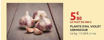 Rural Master PLANTS D'AIL VIOLET GERMIDOUR offre