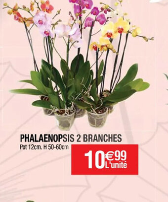 Cora x Carrefour PHALAENOPSIS offre