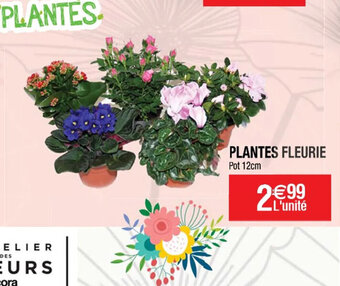 Cora x Carrefour PLANTES FLEURIE offre