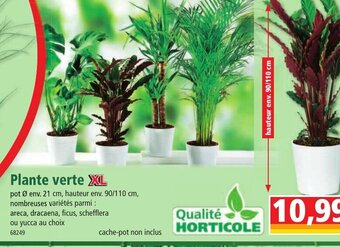 Norma Plante verte XL offre