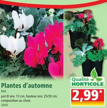 Norma Plantes d'automne offre