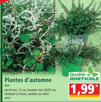Norma Plantes d'automne offre