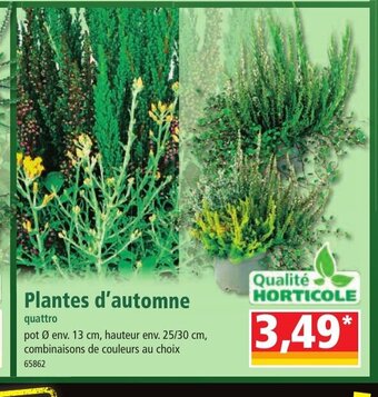 Norma Plantes d'automne offre