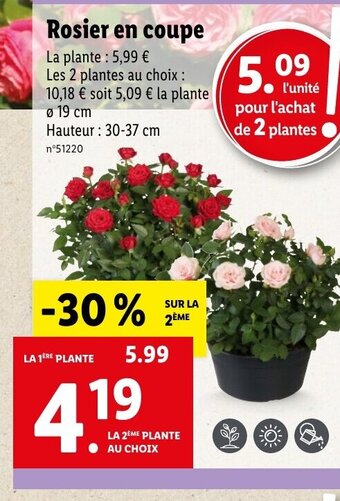 Lidl Rosier en coupe offre