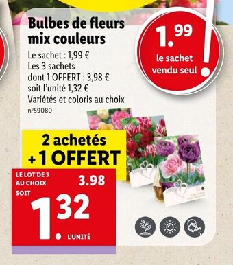 Bulbes de fleurs mix couleurs