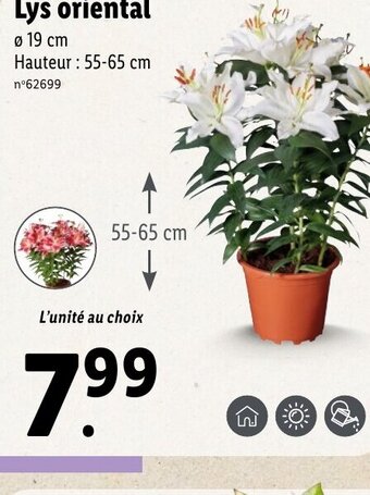 Lidl Lys oriental offre