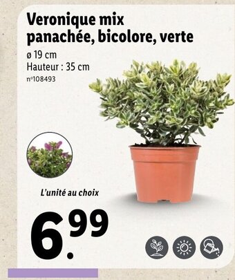 Lidl Veronique mix panachée, bicolore, verte offre