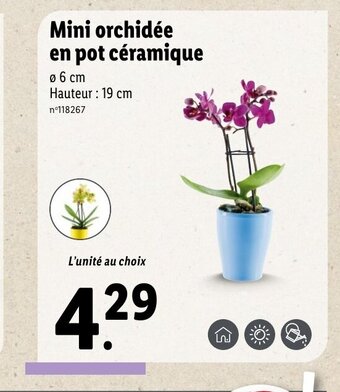 Lidl Mini orchidée en pot céramique offre