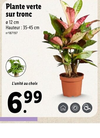 Lidl Plante verte sur tronc offre