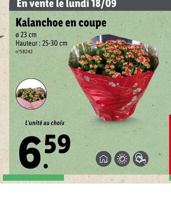 Lidl Kalanchoe en coupe offre