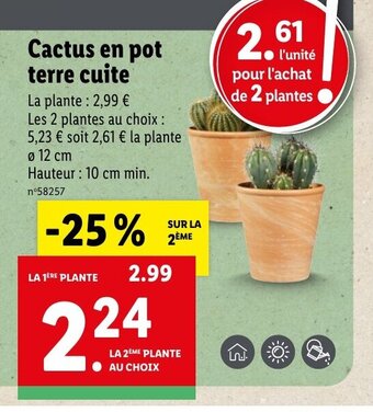 Lidl Cactus en pot terre cuite offre