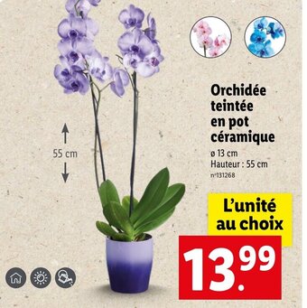 Lidl Orchidée teintée en pot céramique offre