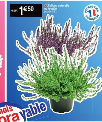Cora x Carrefour Calluna naturelle offre