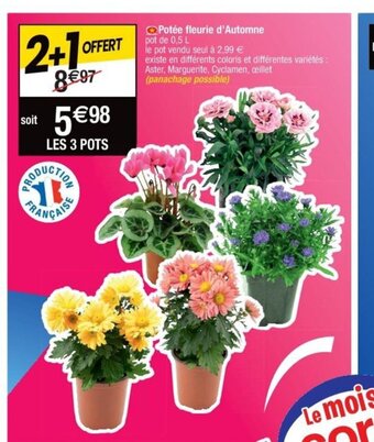 Cora x Carrefour Potée fleurie d'Automne offre