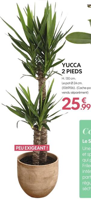 Truffaut Yucca 2 pieds offre