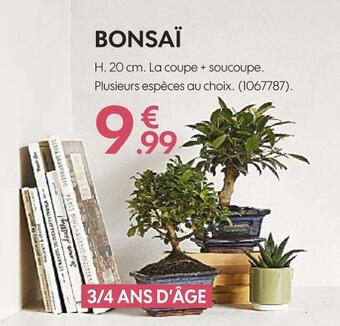Truffaut Bonsaï offre