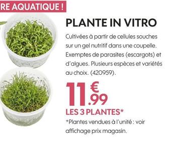 Truffaut Plante in vitro offre