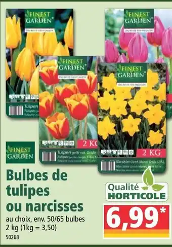 Norma Bulbes De Tulipes Ou Narcisses offre
