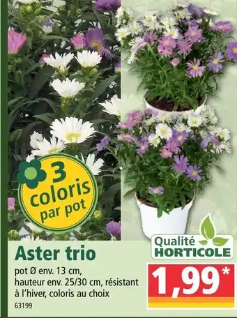 Norma Aster Trio offre
