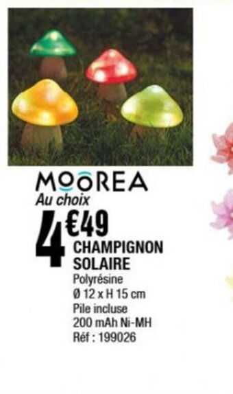 La Foir'Fouille CHAMPIGNON SOLAIRE offre