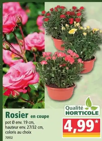 Norma Rosier En Coupe offre