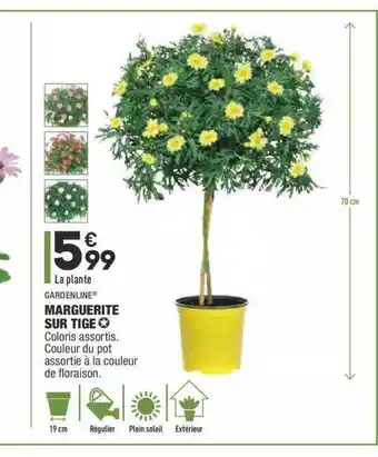 ALDI Marguerite Sur Tige Gardenline offre