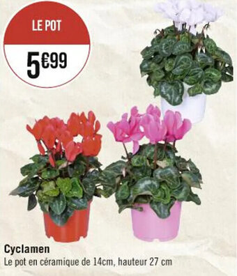Cyclamen