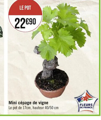 Mini cépage de vigne