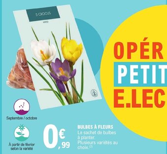 E.Leclerc BULBES À FLEURS offre