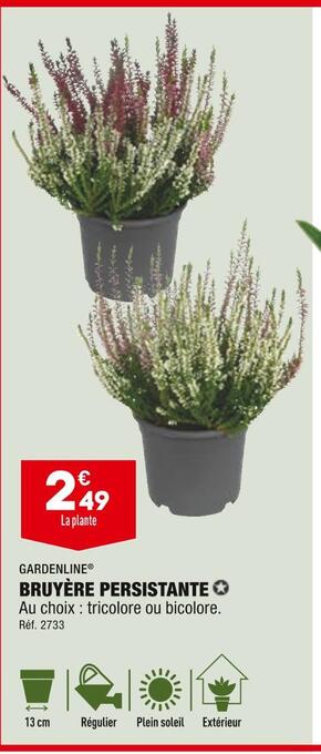 ALDI Gardenline bruyère persistante offre