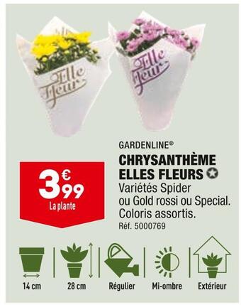 ALDI Gardenline chrysanthème elles fleurs offre