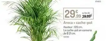 Botanic Areca + Cache-pot offre