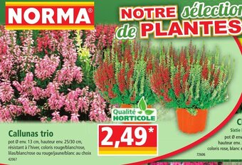 Norma Callunas trio offre