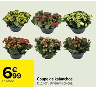 Carrefour Drive Coupe de kalanchoe offre