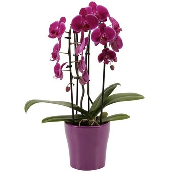 Carrefour Orchidée cascade offre