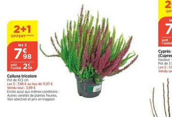 Calluna tricolore