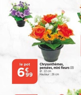 Bi1 Chrysanthèmes, pensées mini fleurs offre