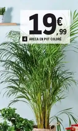 E.Leclerc Areca En Pot Coloré offre