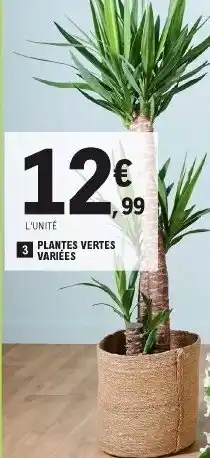E.Leclerc Plantes Vertes Variées offre
