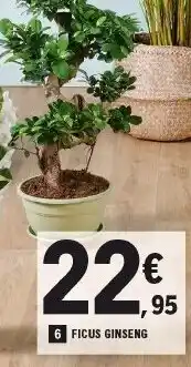 E.Leclerc Ficus Ginseng offre