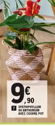 E.Leclerc Spathiphyllum Ou Anthurium Avec Couvre Pot offre