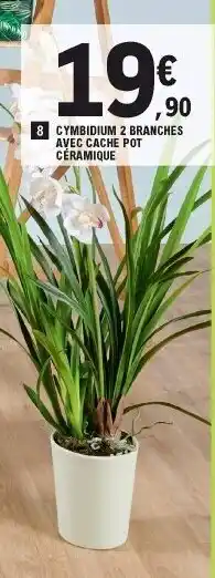 E.Leclerc Cymbidium 2 Branches Avec Cache Pot Céramique offre