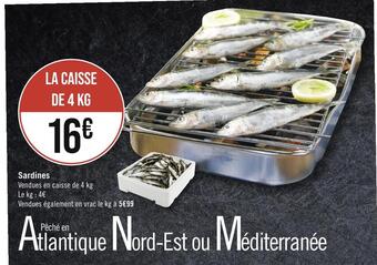 Sardines