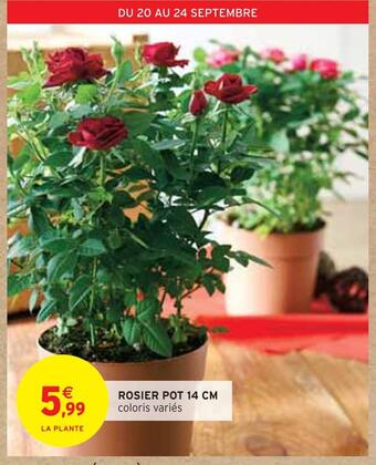 Intermarché Rosier pot 14 cm offre