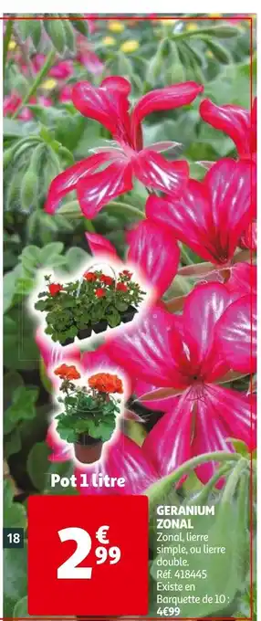 Geranium Zonal