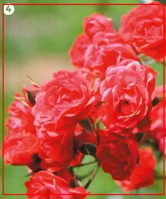 Auchan Rosiers Grandes Fleurs Polyantha offre