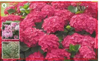 Auchan Plantes De Terre De bruyère offre