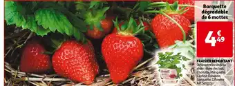 Auchan Fraisier Remontant offre