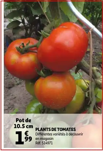 Auchan Plants De Tomates offre