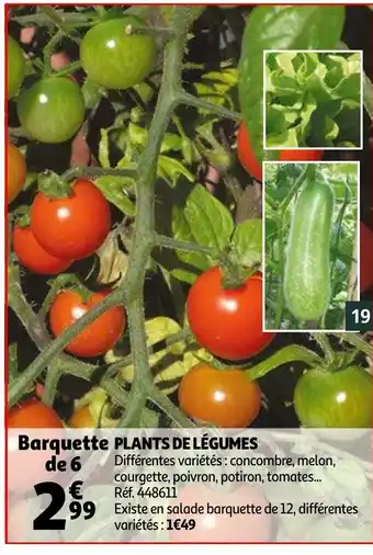 Auchan Plants de légumes offre
